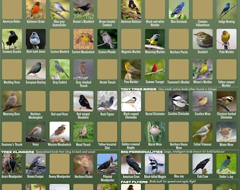 100 Backyard Birds Scratch Off Poster - North American Bird Watchers Bucket List