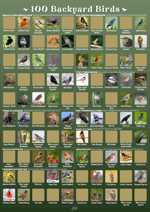 100 Backyard Birds Scratch Off Poster - North American Bird Watchers Bucket List