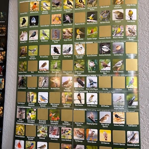 May include: A green poster titled 100 Backyard Birds featuring a grid of bird illustrations with gold scratch-off squares. The poster is organized into categories like Backyard Regulars, Tiny Tree Birds, and Sparrows, with text labels for each bird.