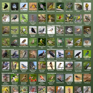 May include: A large educational poster titled 100 Backyard Birds featuring a grid of individual bird photographs organized by categories such as Backyard Regulars, Colorful Songbirds, Tiny Tree Birds, Tree Clingers, Big Personalities, Fast Flyers, Sugar Sippers, Sparrows, and Feeder Favorites with each bird labeled by its common name.