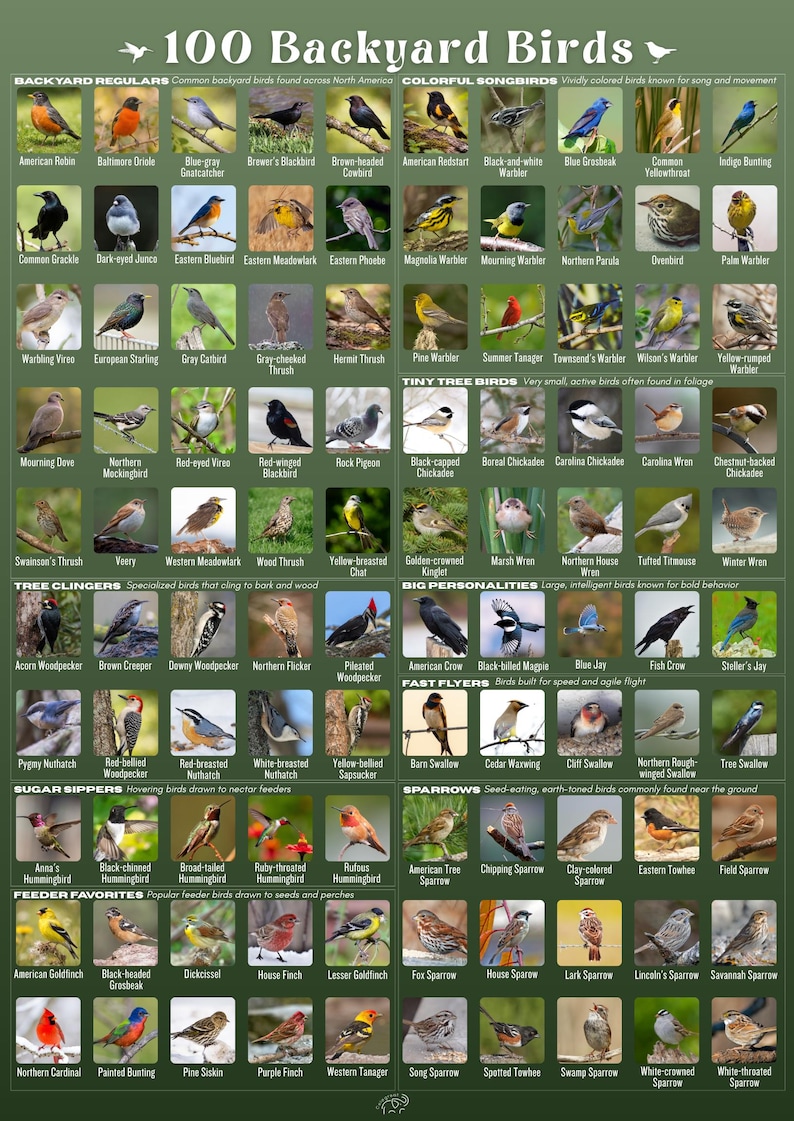 May include: A large educational poster titled 100 Backyard Birds featuring a grid of individual bird photographs organized by categories such as Backyard Regulars, Colorful Songbirds, Tiny Tree Birds, Tree Clingers, Big Personalities, Fast Flyers, Sugar Sippers, Sparrows, and Feeder Favorites with each bird labeled by its common name.