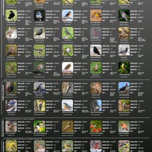 May include: A dark gray educational poster titled 100 Backyard Birds, featuring a grid of bird photographs with text detailing population, weight in ounces, migratory status, and diet for various North American species categorized by behavior.