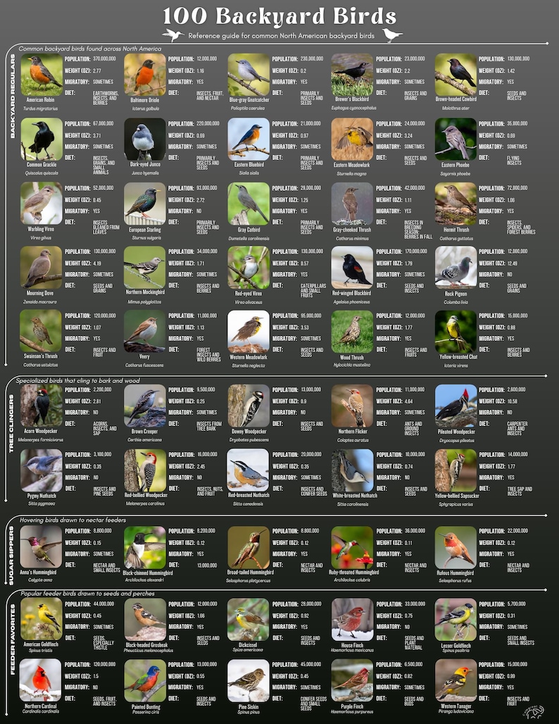 May include: A dark gray educational poster titled 100 Backyard Birds, featuring a grid of bird photographs with text detailing population, weight in ounces, migratory status, and diet for various North American species categorized by behavior.