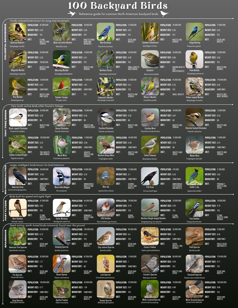 May include: A dark gray educational poster titled 100 Backyard Birds, featuring a grid of bird photographs categorized by type. Each entry includes the bird name, scientific name, population, weight in ounces, migratory status, and diet details.