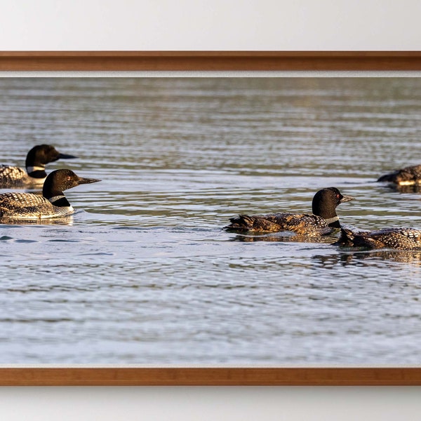 Wildlife Photography/Lake Home/Cottage Wall Art - Common Loon Adult Breakfast Club