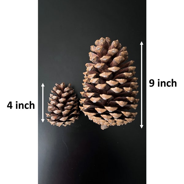 Jumbo Natural Pinecone 8"- 9" Large Pinecone, Pinecone for Decoration, Charismas  Decoration, Pinecone for craft,bug free and clean pinecone