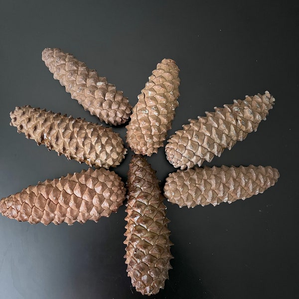 Large Knobcone Pinecone , Large Pinecone, Pinecone for Decoration, Charismas  Decoration, Pinecone for craft, bug free and clean pinecone