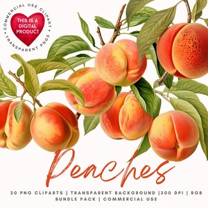 Peach Watercolor Clipart: High-Resolution PNGs for Commercial Use (Digital Download)