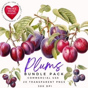 Plum Clipart | Obst Clipart | Lebensmittel Druck | Hochwertige PNGs | Junk Journal | Transparenter Hintergrund | PNG
