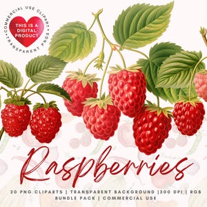 Raspberry Clipart Bundle, Commercial Use, Digital Download PNG, Transparent Background