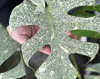 Spider man monstera “amydrium silver” 4” pot (ALL PLANTS require