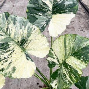 Alocasia Macrrrhiza gemischt seltene tropische Starter-Blumenzwiebeln