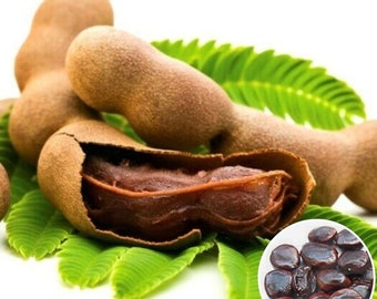 Hat Giong Me Dot | Tamarind Indica Fruit Seeds 5 grams