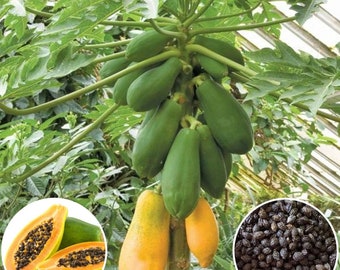 Hat Giong Du Du Lun Ruot Vang | Dwarf Yellow Papaya Seeds 0.5 grams