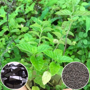 Hat Giong Suong Sao Den | Black Grass Jelly Seeds | Mesona Chinensis 0.01 gram