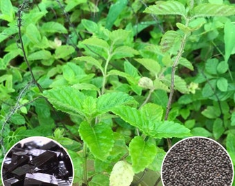 Hat Giong Suong Sao Den | Black Grass Jelly Seeds | Mesona Chinensis 0.01 gram