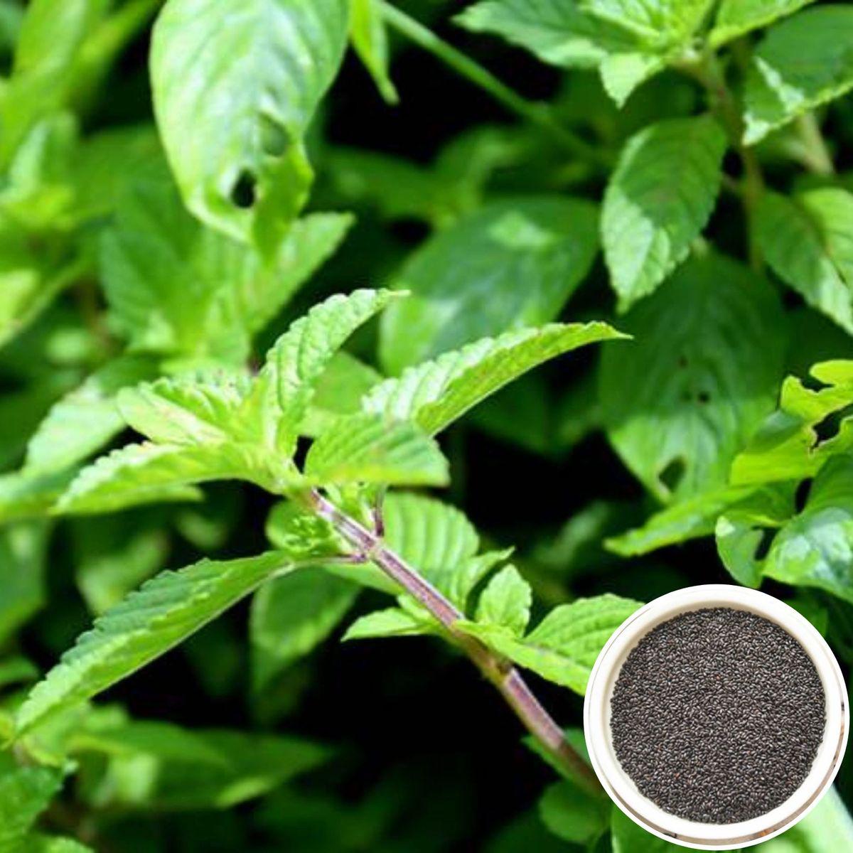 Hat Giong Suong Sao Den Black Grass Jelly Seeds Mesona Chinensis 0.01