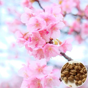 Hat Giong Hoa Anh Dao Nhat | Japanese Cherry Blossom Seeds 0.2 gram