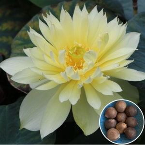 Hoa Sen Bach Diep Vang Seeds | Sen Quan Am| Nelumbo Lutea (Yellow) Seeds 2 grams