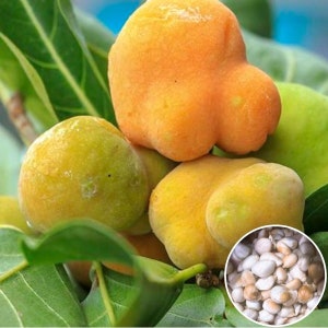 Hat Giong Cay Chay | Artocarpus Hypargyraeus | Kwai Muk Seeds 2 grams