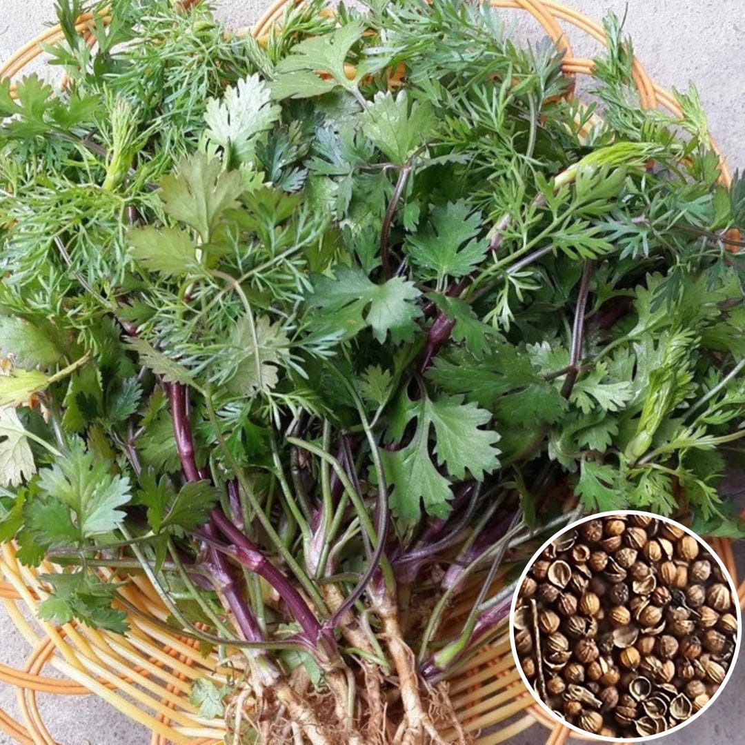 Hạt Giống Rau Mùi Cồn Tía | Vietnamese Purple Stem Coriander Seeds - Etsy