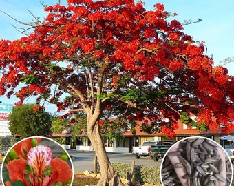 Hat Giong Hoa Phuong Do (Vy) | Royal Poinciana | Flamboyant Seed 1 gram