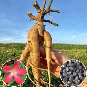 Hat Giong Sam Bo Chinh | Abelmoschu Sagittifoliu Ginseng Seeds 1 gram