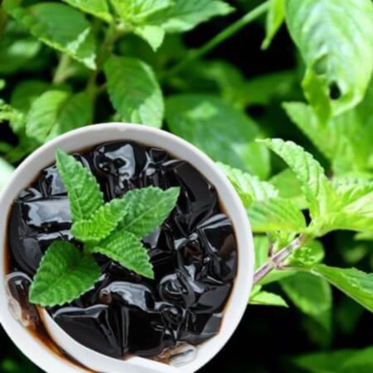 Hat Giong Suong Sao Den Black Grass Jelly Seeds Mesona Chinensis 0.01