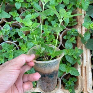 Cay Suong Sao - Etsy