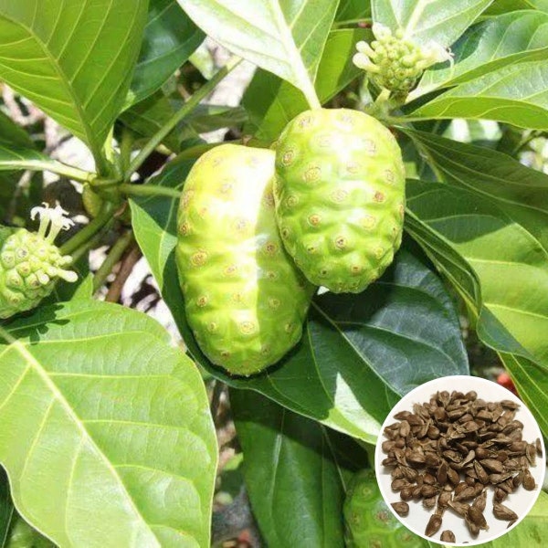 Hat Giong Cay Nhau | Morinda Citrifolia Seeds | Noni Seeds 1 gram