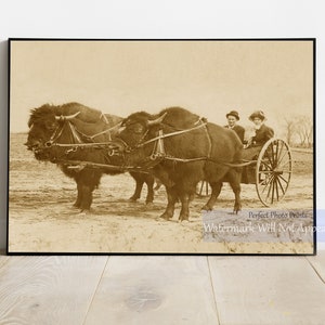 Vintage Bison-Pulled Cart Photo Print - Early 1900s Bison Wagon - Historical Western Transportation, Classic Western Wall Art