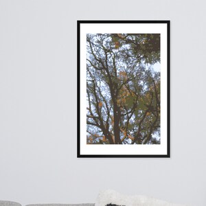 Enigmatic Cedars Essence: Serene Landscape Art - Botanical Prints