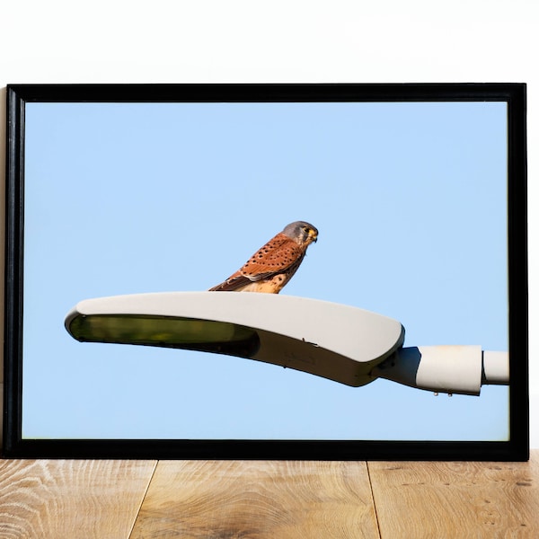 Common Kestrel On Street Lamp, Digital Download