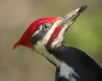 Pileated Woodpecker Fine Art Print | Woodpecker Portrait | Woodpecker Photo | Bird Photography | Bird Wall Art | Bird Decor