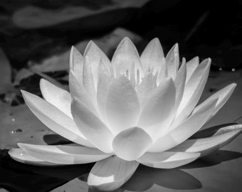 Fotografía de nenúfar en blanco y negro / Arte de pared de nenúfar / Fotografía de flores / Arte floral para pared / Lámina floral / Lámina botánica