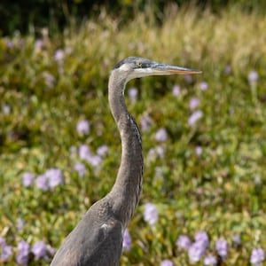 Great Blue Heron Fine Art Print | Blue Heron Portrait | Blue Heron Photo | Bird Photography | Bird Wall Art | Bird Lover Gift | Bird Decor