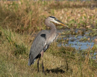 Great Blue Heron Fine Art Print | Blue Heron Portrait | Blue Heron Photo | Bird Photography | Bird Wall Art | Bird Lover Gift | Bird Decor
