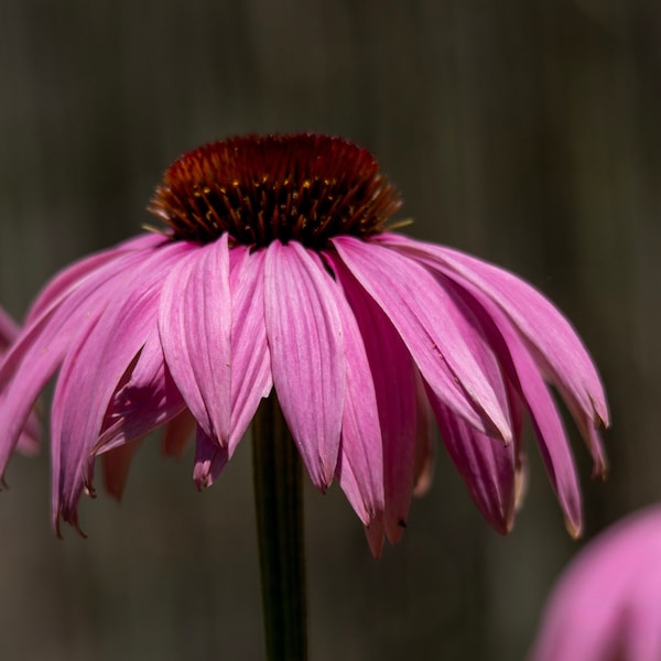 Purple Coneflower Print | Purple Coneflower Wall Art | Flower Photo | Floral Wall Art | Flower Print | Botanical Print | Purple Flower Art