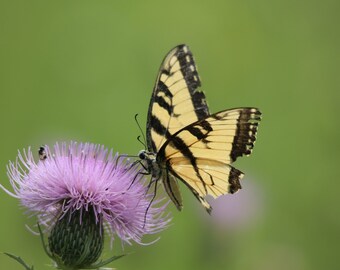 Butterfly Photo Print | Eastern Tiger Swallowtail | Butterfly Decor | Black and Yellow Butterfly Print | Nature Photo | Wall Art |