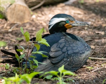 Cormorant Fine Art Print | Cormorant Portrait | Cormorant Photo | Bird Photography | Bird Wall Art | Bird Lover Gift | Wildlife Print