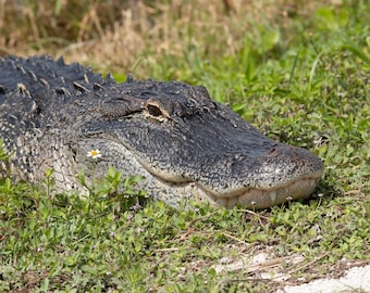 Alligator Photo Print | Alligator Photography | Alligator | Alligator Wall Decor | Reptile Wall Print | Wildlife Photo