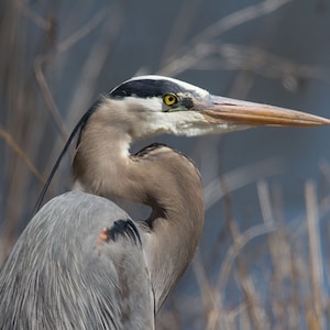 Great Blue Heron Fine Art Print | Blue Heron Portrait | Blue Heron Photo | Bird Photography | Bird Wall Art | Bird Lover Gift | Bird Decor