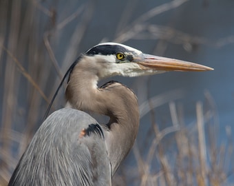 Great Blue Heron Fine Art Print | Blue Heron Portrait | Blue Heron Photo | Bird Photography | Bird Wall Art | Bird Lover Gift | Bird Decor