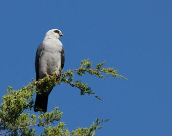 Mississippi Kite Fine Art Print | Kite Portrait | Raptor Photo | Bird Photography | Bird Wall Art | Bird Lover Gift | Bird Decor