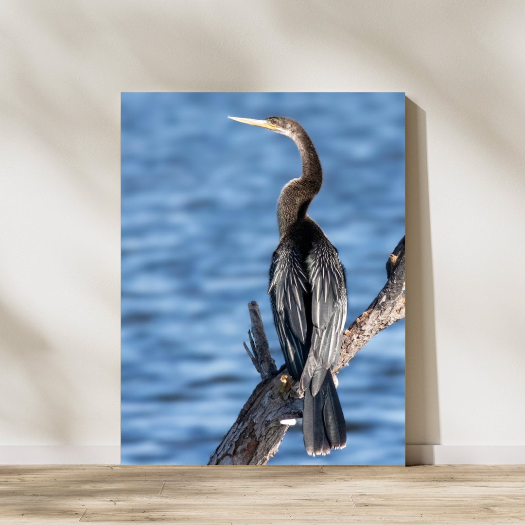 Anhinga Fine Art Print Anhinga Photo Portrait Florida Bird Photography ...