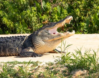 Alligator Photo Print | Alligator Photography | Alligator | Alligator Wall Decor | Reptile Wall Print | Wildlife Photo