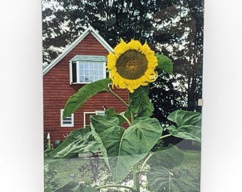 Vintage Framed Print Sunflower Wall Art | Farmhouse Wall Decor Rural Art Deco | Minimalist Sunflower Frame | Floral Wall Hanger Sunflower