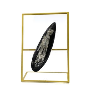 May include: A fossilized shrimp in a gold-colored frame. The shrimp is preserved in a black shale matrix. The fossil is displayed on a clear glass shelf.