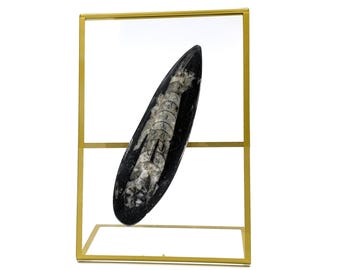 Fossil of Orthoceras on Display | Real Fossil Specimen Polished From 450 Million Years Ago | Fossil on Display of Extinct Animal Cephalopod