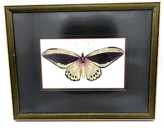 Vintage Framed Imperial Trojan Butterfly Print from 1789 | Unique Green and Black Birdwing Butterfly in Dark Frame Wall Art | Priamus Framed